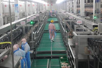 西华双汇 1亿只鸡擎起食品产业高地，精细管理打造效益标杆
